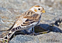 Plectrophenax nivalis
